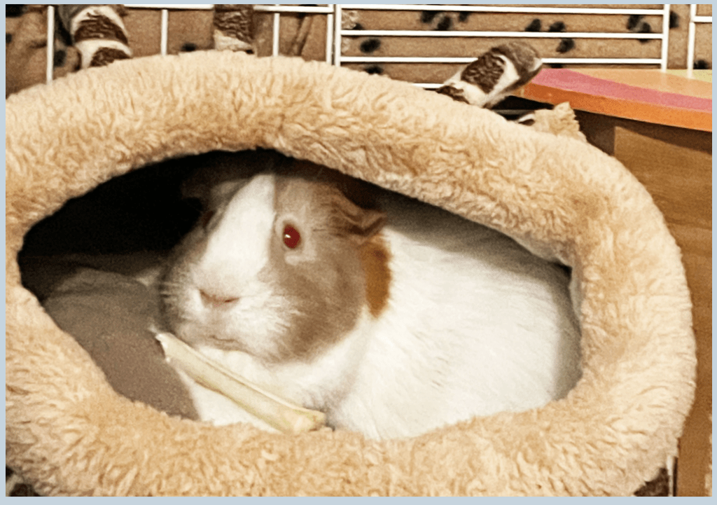 My dearly departed guinea pig, Addie, in her warm fuzzy hidey. Addie was carmel and white and had lovely pink eyes. Really, pink.