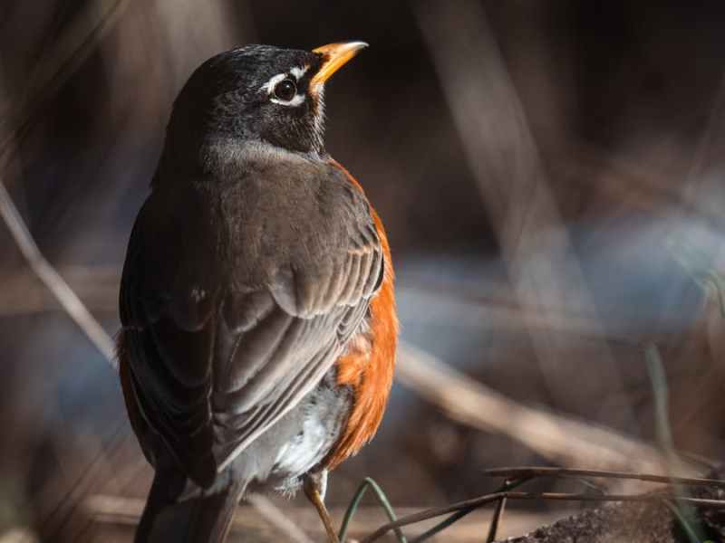 Embracing Nature’s Beauty: A Morning&nbsp;Reflection