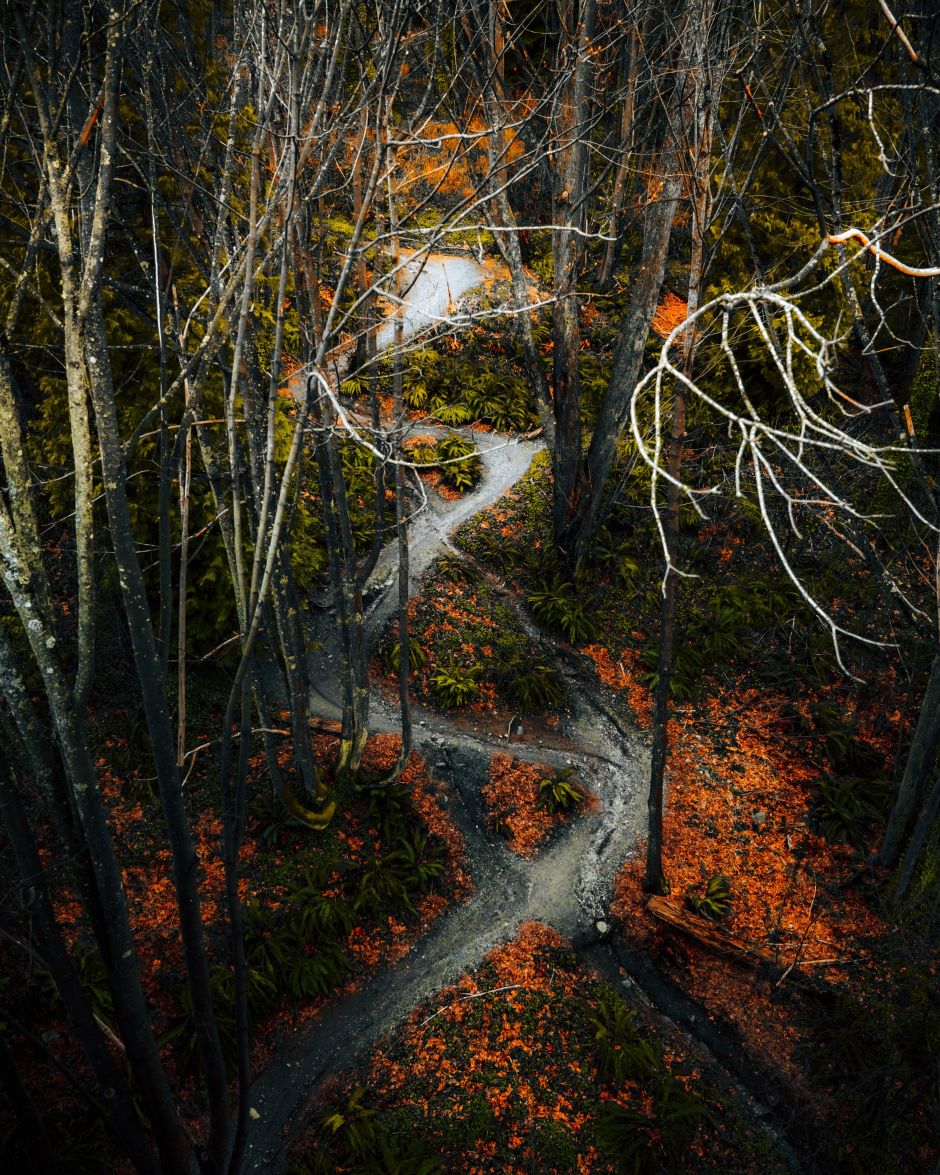 confusing path through dark woods