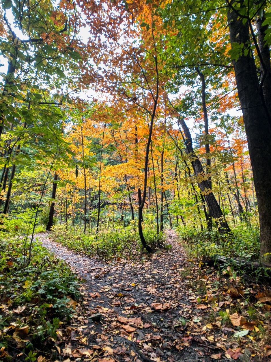 A divergent path through a fall woods